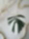 monstera.jpg