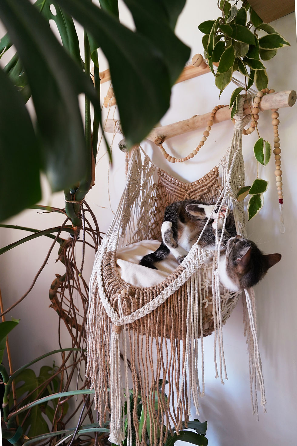 Chat jouant dans son hamac en macramé entouré de plantes.