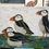 Thumbnail: Pensive Puffins Print