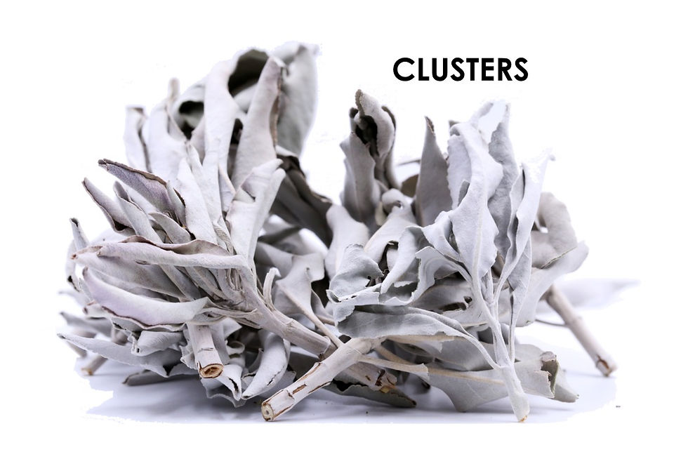 Thumbnail: California White Sage