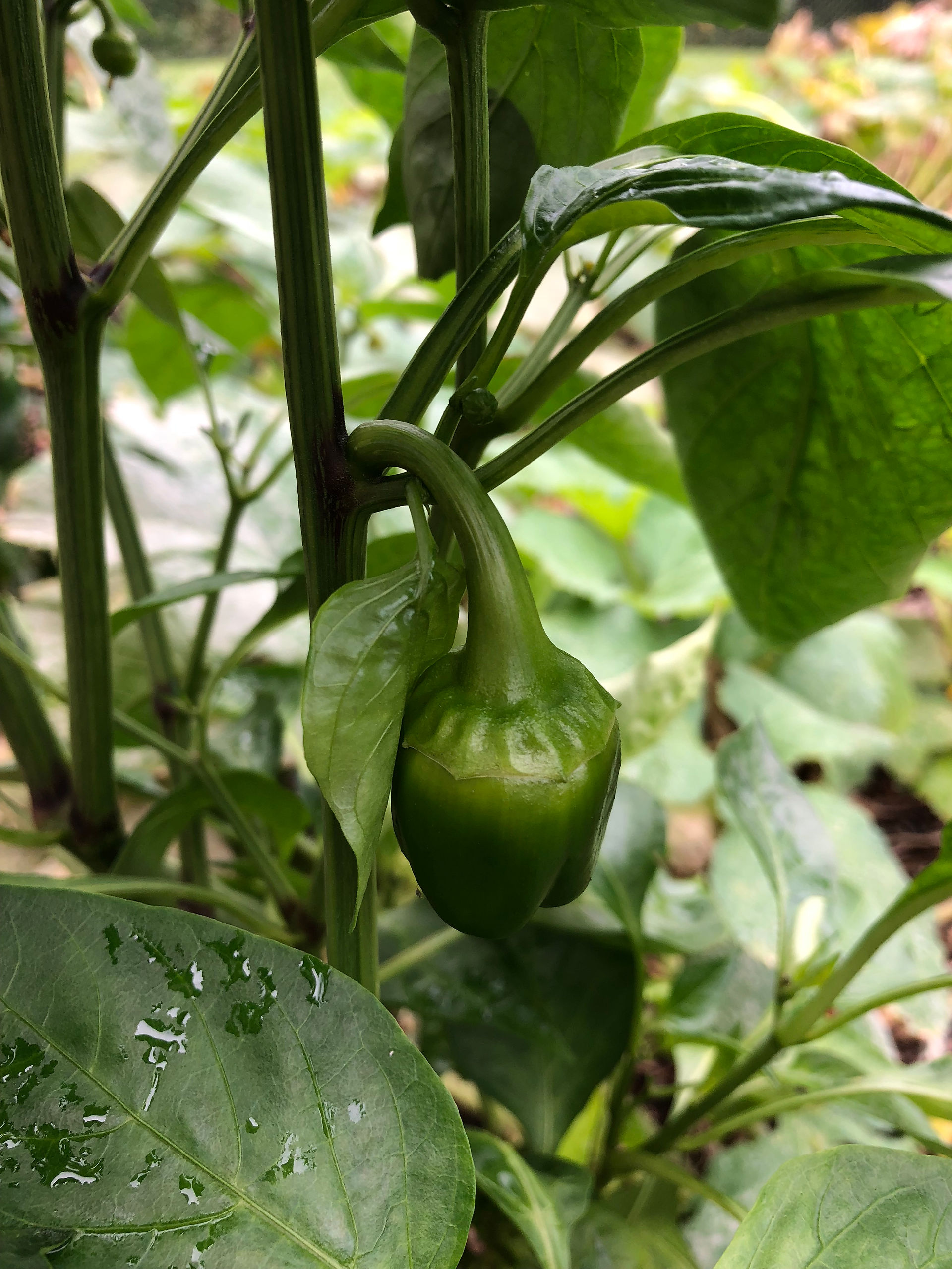 pepper