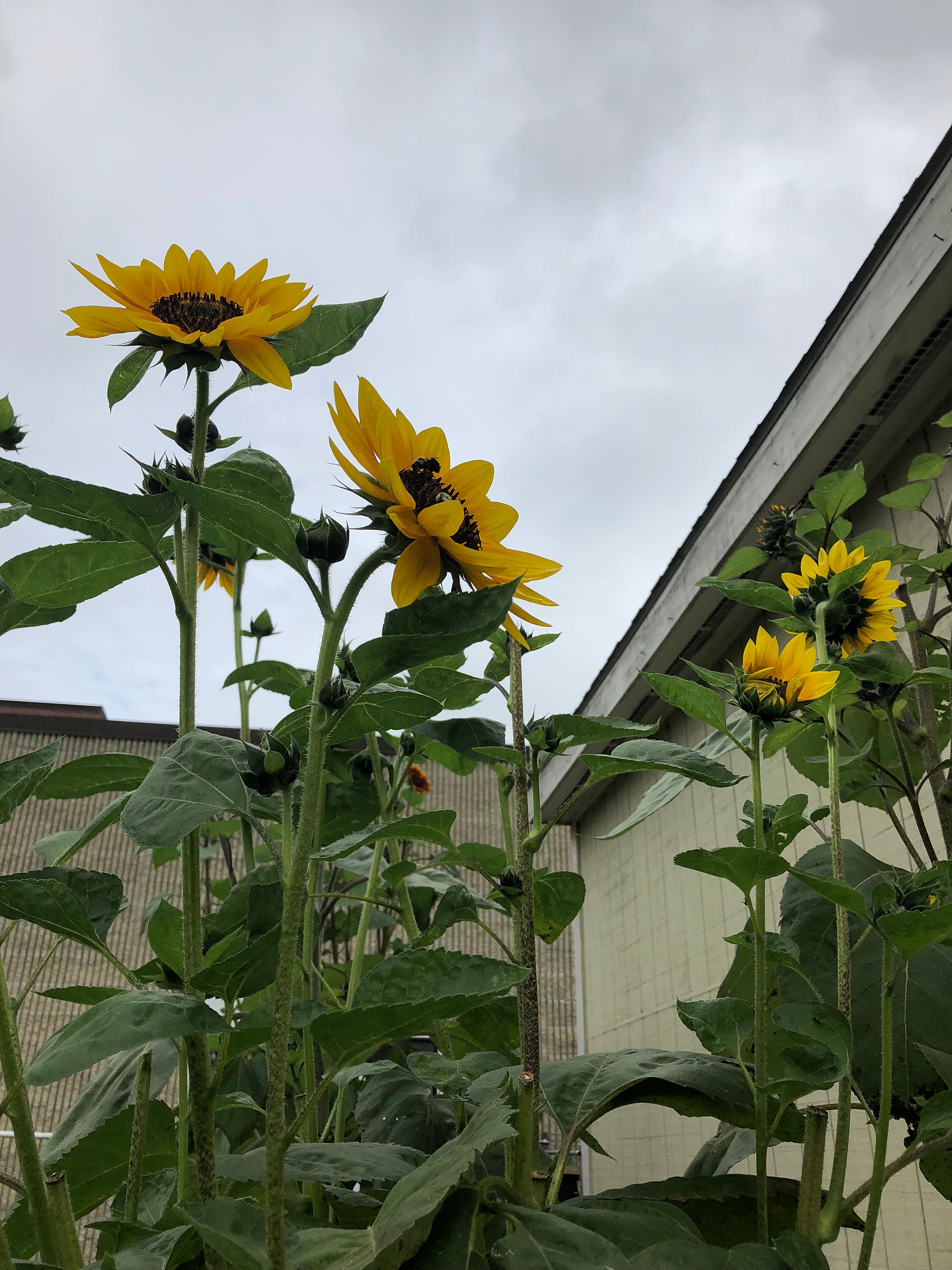 sunflowers