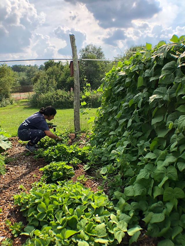 Grace picking strawberries