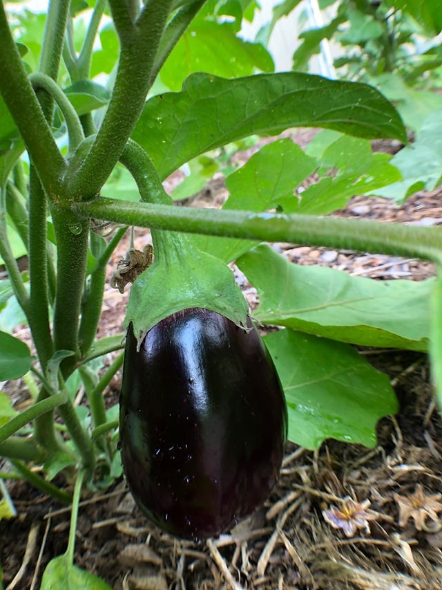 Eggplants are excelling!