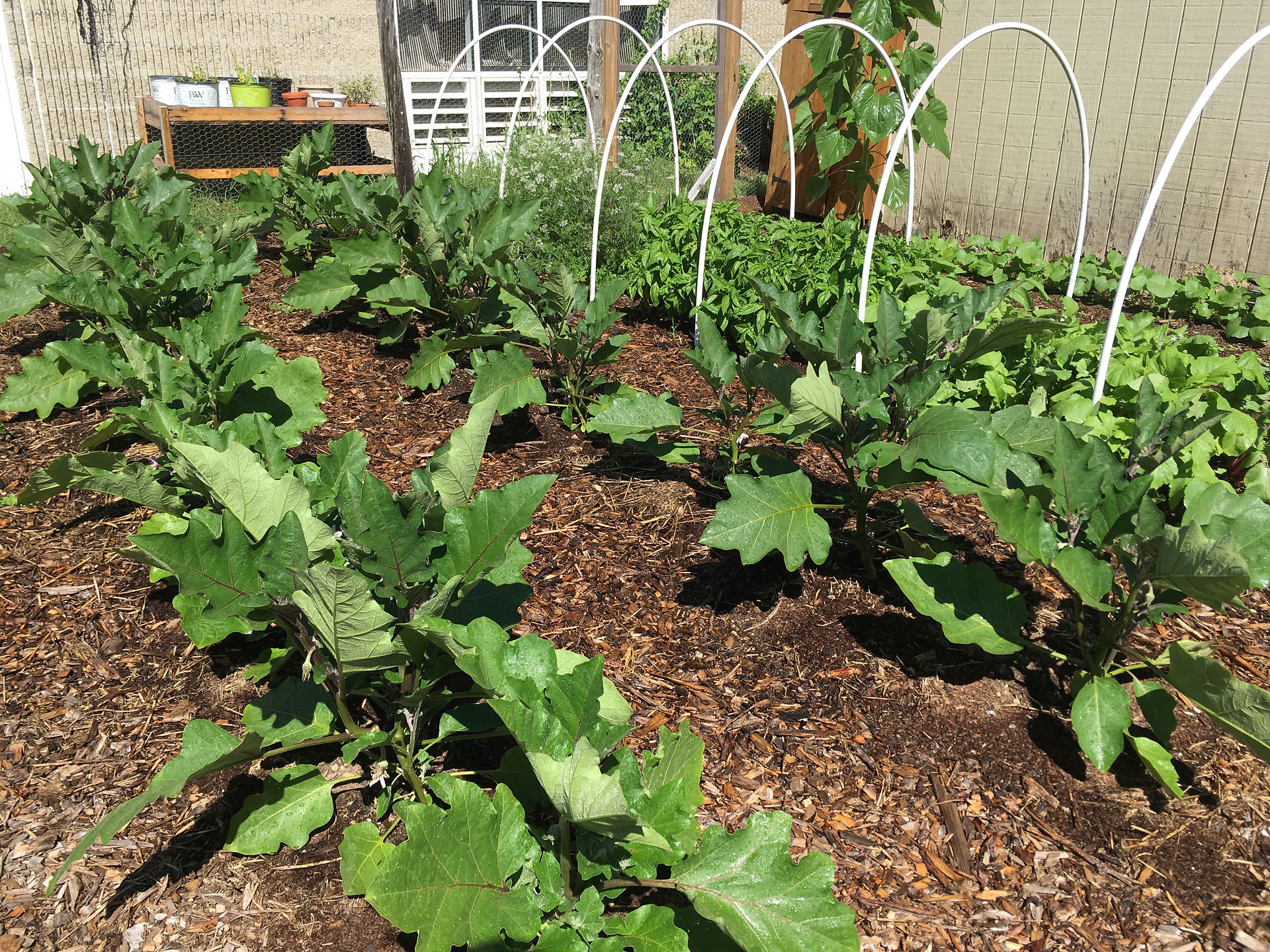 Eggplants, Basil