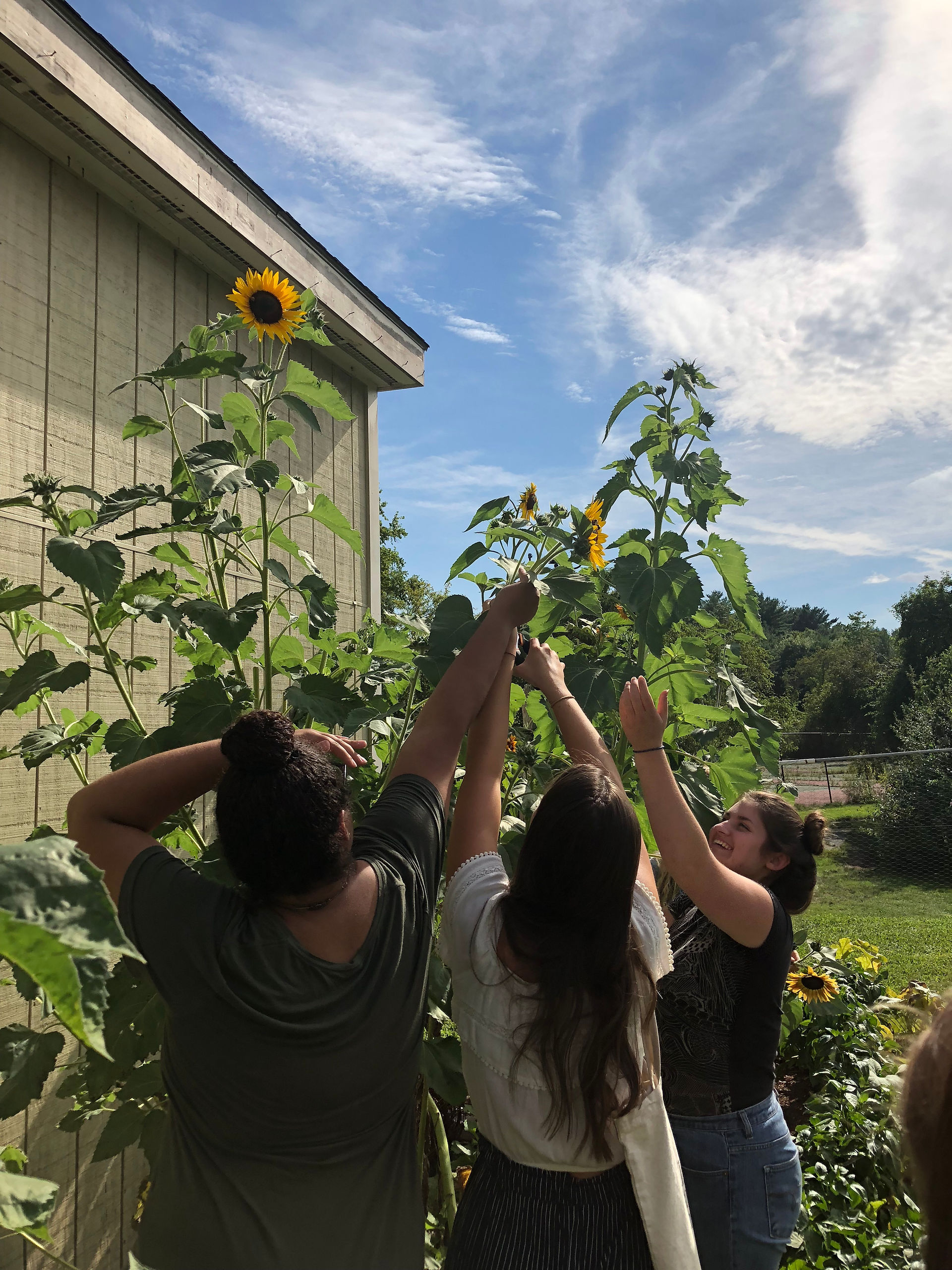 sunflowers