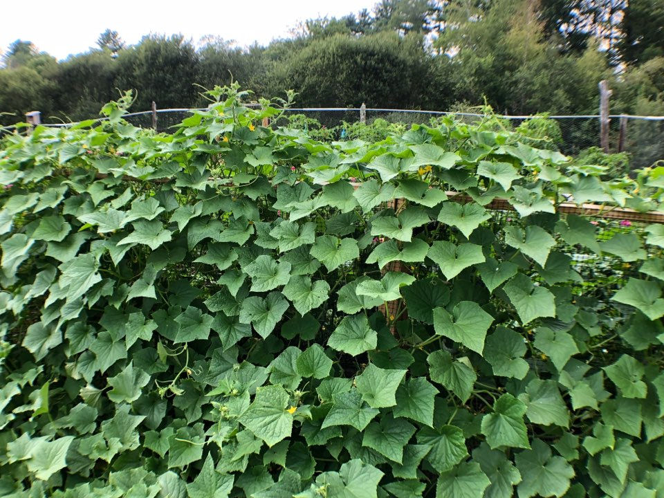 String beans going strong!