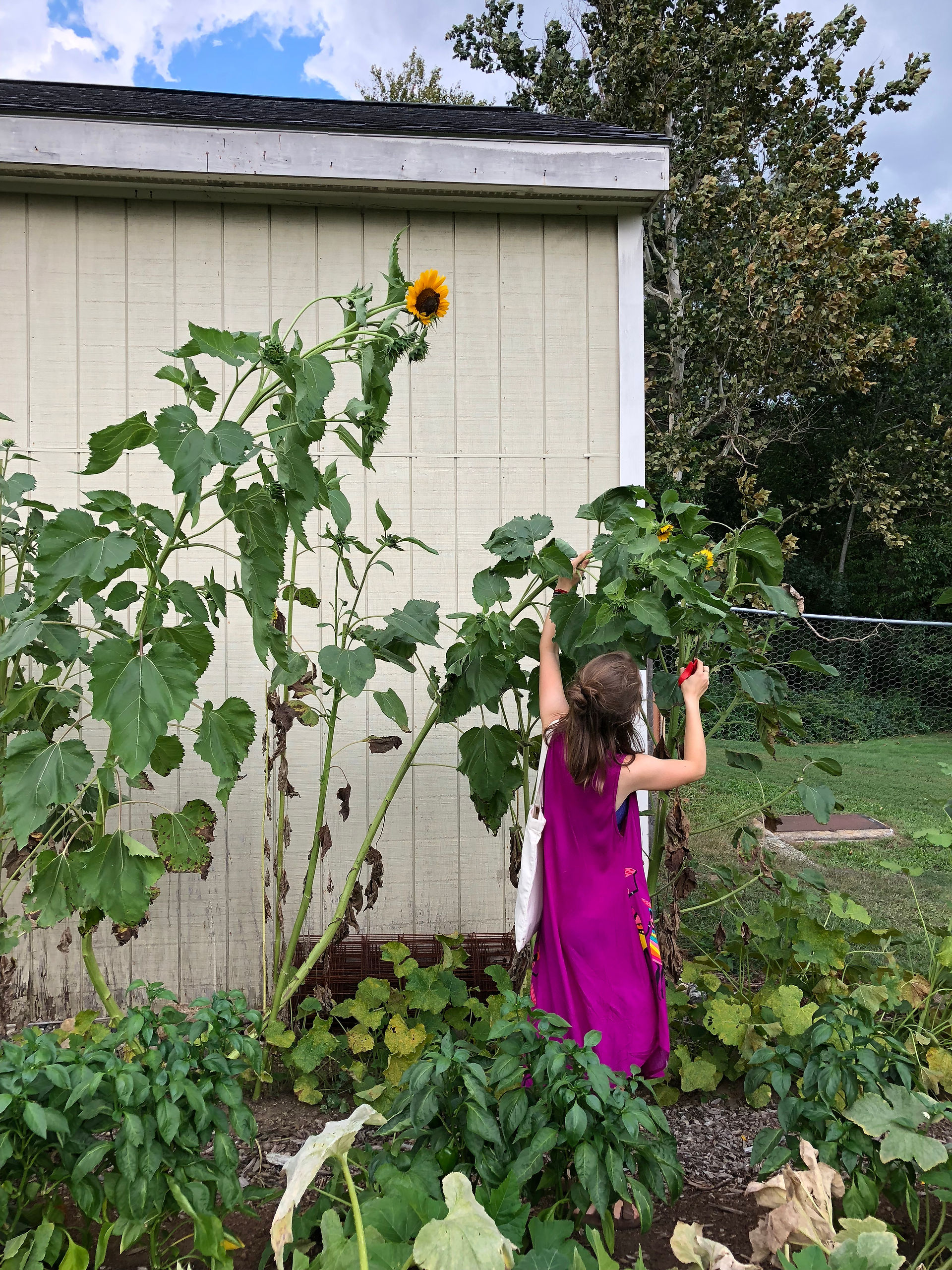 picking a sunflower
