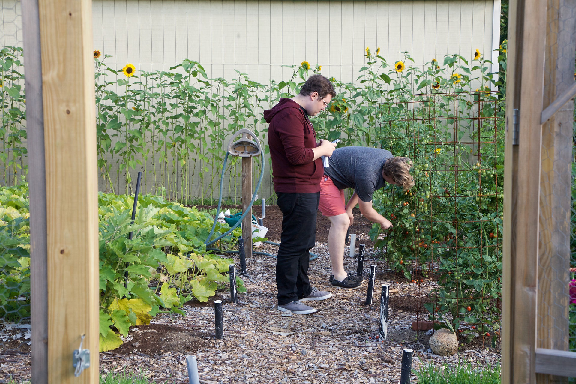 Picking tomatoes