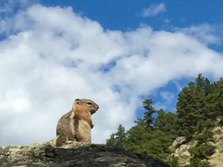 Inspiration is a chipmunk named Bob