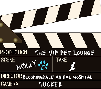 The VIP Pet Lounge_Molly.png