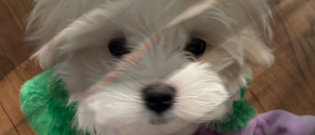 IMG_4584 (1)_edited_edited_edited_edited