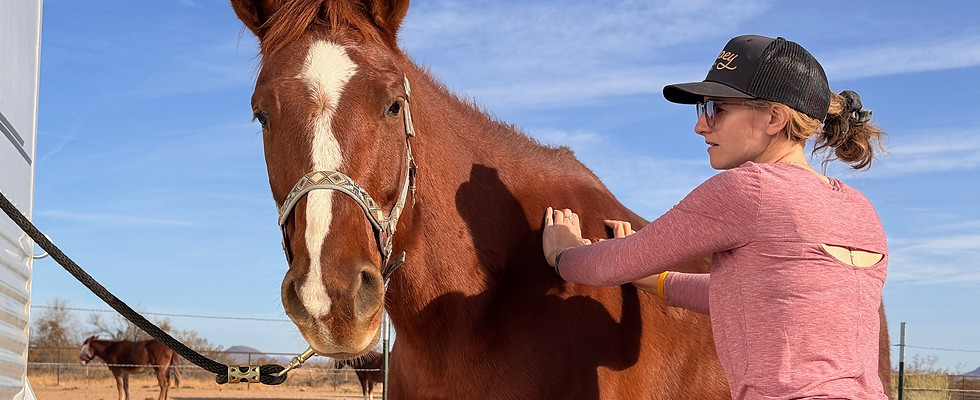 Equine Massage Image Colour