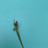 IMG_3409.jpeg
