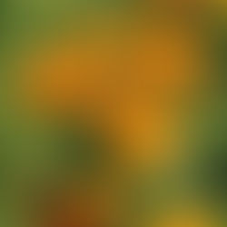 Nature's Healing Touch: How Yarrow and Calendula Body Butter Can Soothe Eczema and Dermatitis