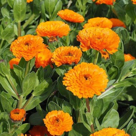 Nature's Healing Touch: How Yarrow and Calendula Body Butter Can Soothe Eczema and Dermatitis