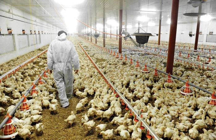 farm visit.webp