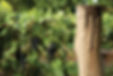 Yalumba-Vine post.jpg