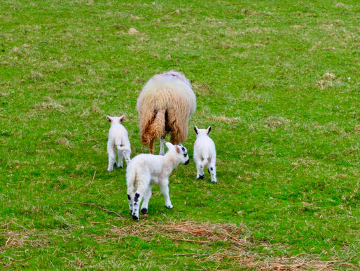 The Cost of Discipleship