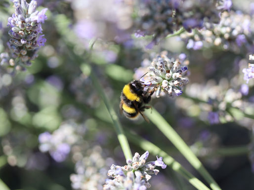 How to Create a Wildlife-Friendly Garden