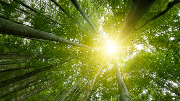 nature and life