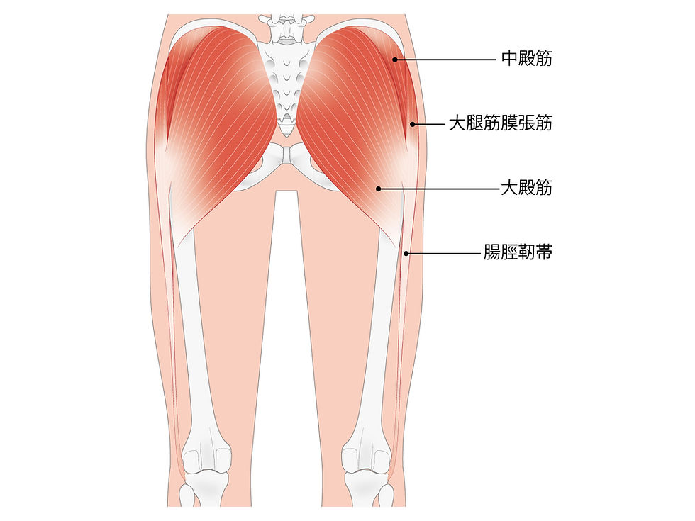 お尻の横(中殿筋)を鍛える