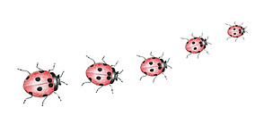 Ladybirds pencil illustration
