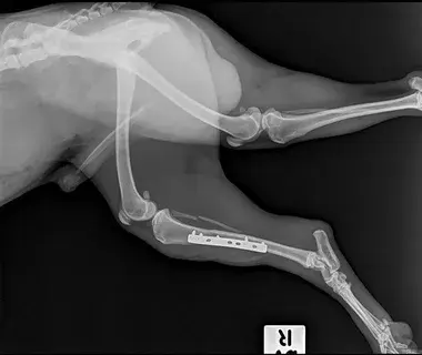 Fraturas em Ossos Longos de Cães e Gatos: Uma Visão Geral das Definições e Classificações