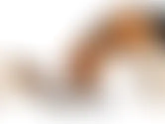 Jejum em Cães e Gatos Antes da Cirurgia