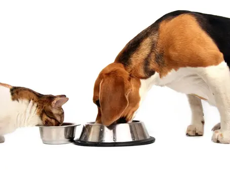 Jejum em Cães e Gatos Antes da Cirurgia