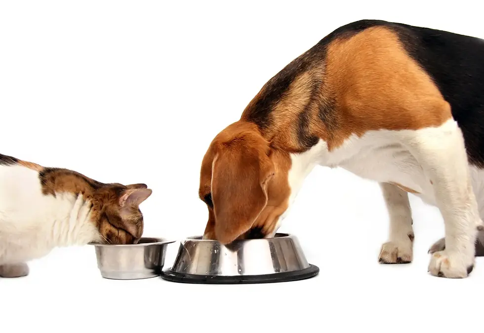 Jejum em Cães e Gatos Antes da Cirurgia