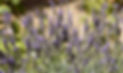 Bee, butterfly pollinating lavender flowers Blurred summer background of lavender flowers