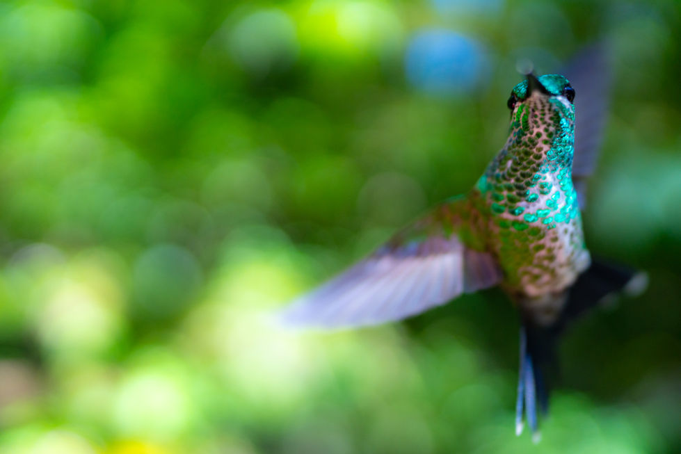 Humpback whale in Greenland fjord