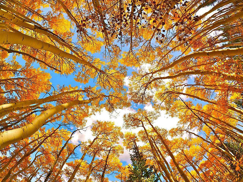 Bekki Ridge Fall in Love with Breckenridge