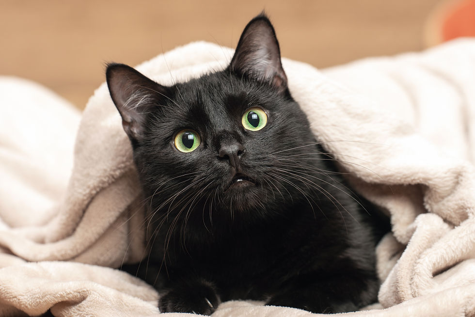 Portrait of a black cat peeking out from under a blanket during a cold snap..jpg