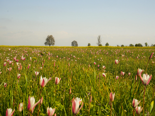 March: A Season of Renewal in Agriculture