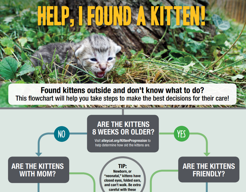 What To Do If You Find Kittens Outdoors