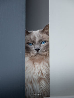 Pet Portraiture / animals