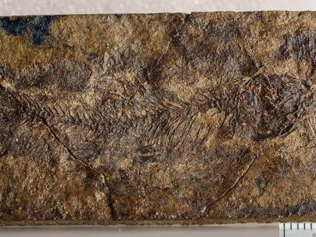 Ancient Fossil Reveals Saltwater Origins of Carp and Catfish