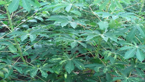 Faec as an organization is doing farming at Dodo village Tikonko chiefdom, Bo district