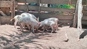 Farming at Ganga community in Bumpe chiefdom, Bo district.