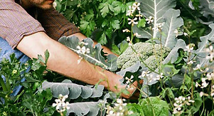 garden urban farm vegetables