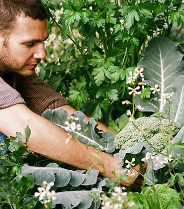 Picking Broccoli
