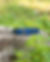 2021.08.11_ Teton Collar50.jpg