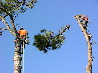 Tree Climbing