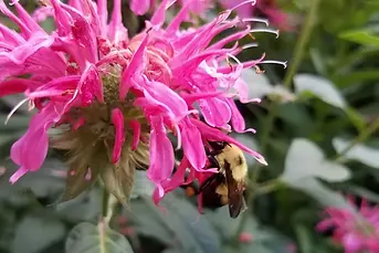 attachment-bee-balm-take-it.jpg.webp
