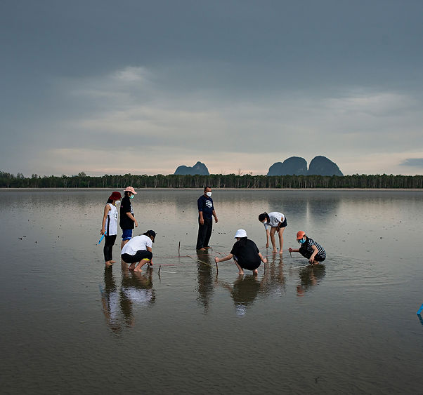 Swamp surrounded by ferns and trees