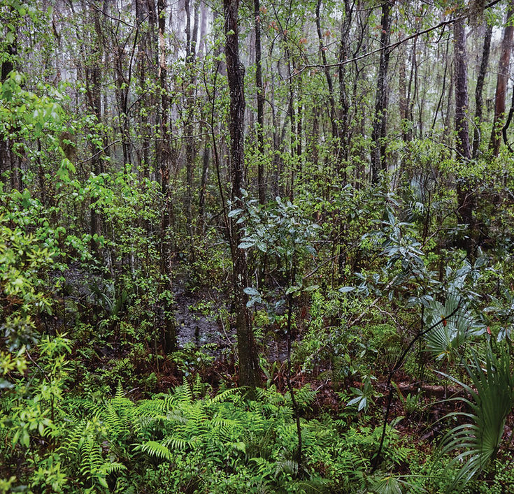 Swamp surrounded by ferns and trees