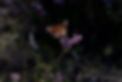 thumbnail_DSC_0090.jpg