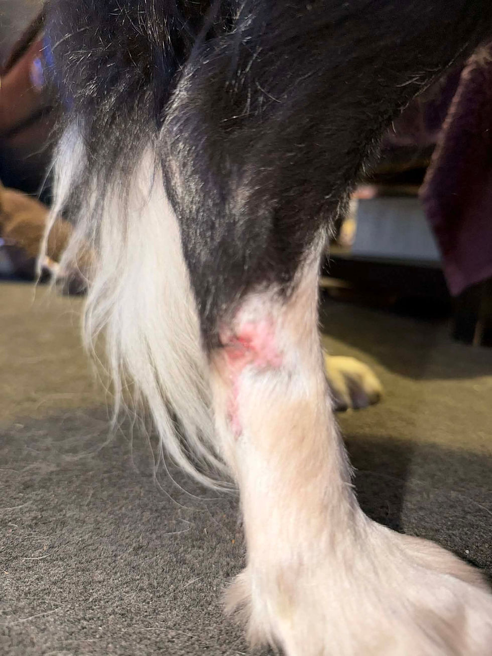 Collie 1 month.jpg